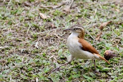 Furnarius leucopus cinnamomeus