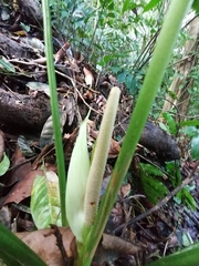 Anthurium sanctifidense