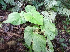 Anthurium sanctifidense