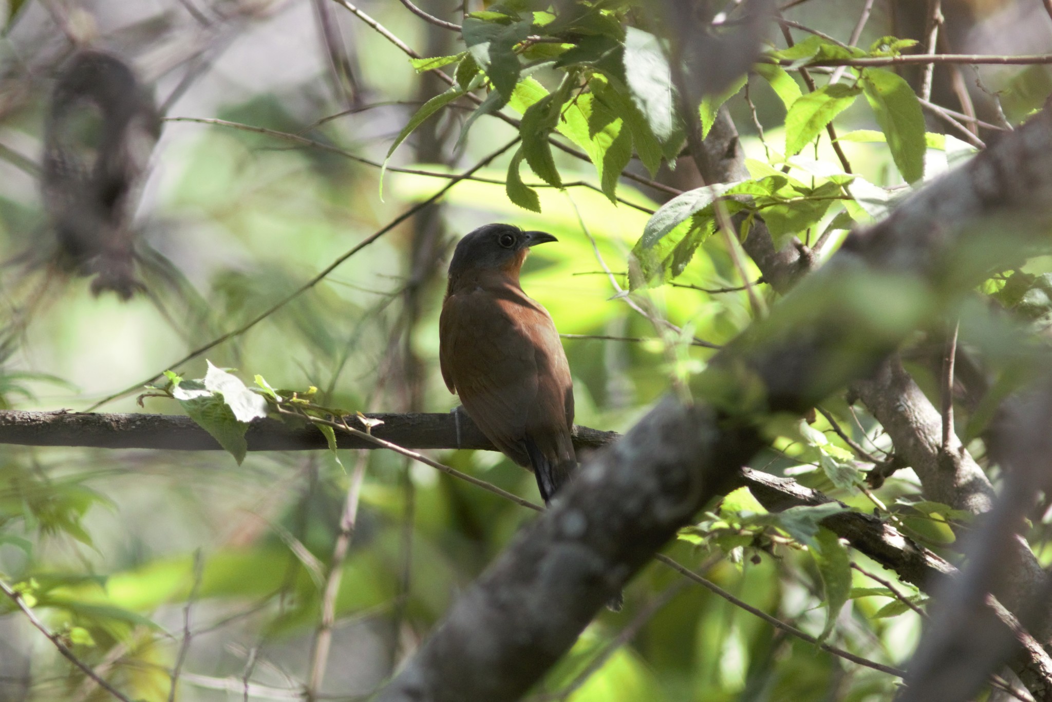 Grey-capped Cuckoo (Coccyzus lansbergi), photo 3