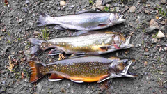 Salvelinus fontinalis fontinalis