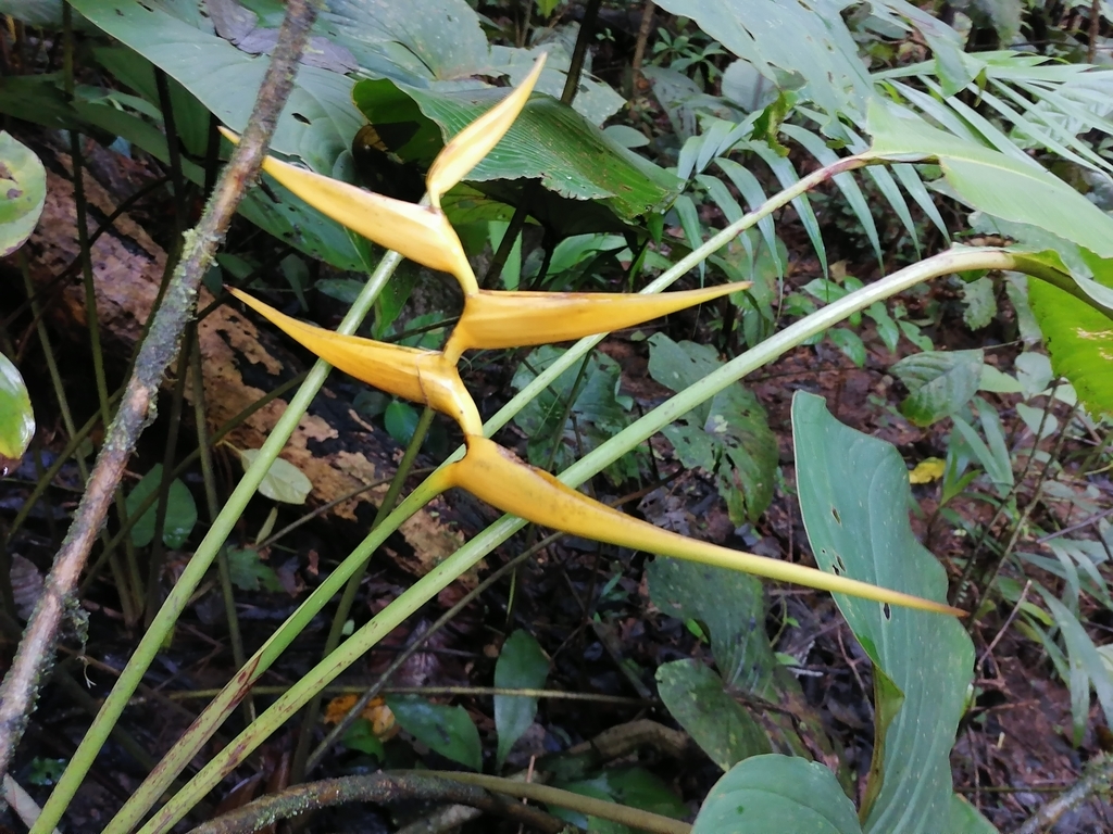 Heliconia lutea