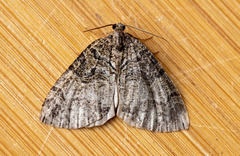 Hydriomena furcata