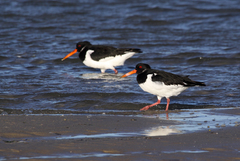 Haematopus ostralegus
