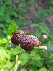 Camptopleura auxo