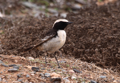 Oenanthe moesta