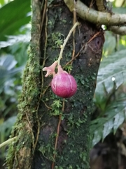 Eschweilera jacquelyniae