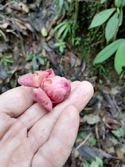 Eschweilera jacquelyniae