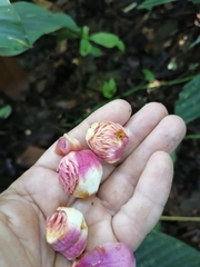 Eschweilera jacquelyniae