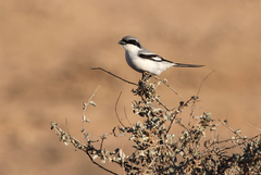 Lanius excubitor elegans