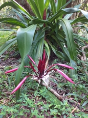Crinum × amabile