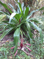 Crinum × amabile