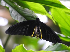 Troides helena cerberus