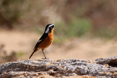 Phoenicurus moussieri