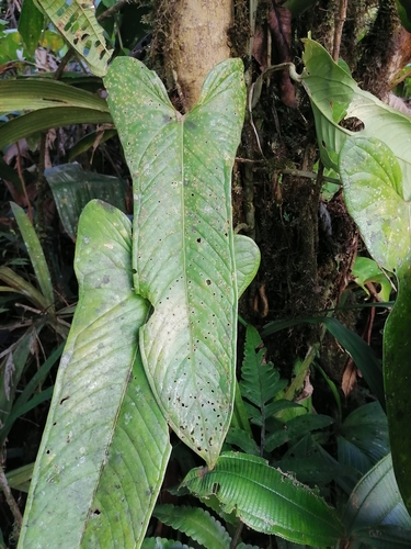 Anthurium panamense image