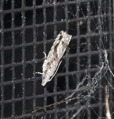 Holocola thalassinana