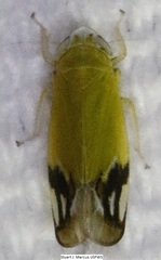 Deltocephalini