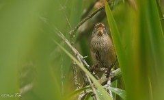 Limnoctites sulphuriferus