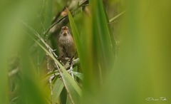Limnoctites sulphuriferus