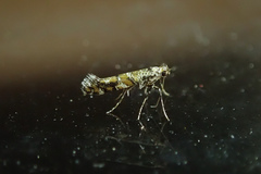 Gracillaria syringella