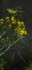Foeniculum vulgare dulce