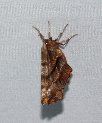 Selenia alciphearia