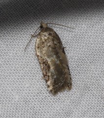 Acleris cornana
