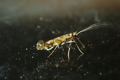 Gracillaria syringella