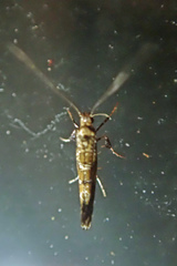 Gracillaria syringella