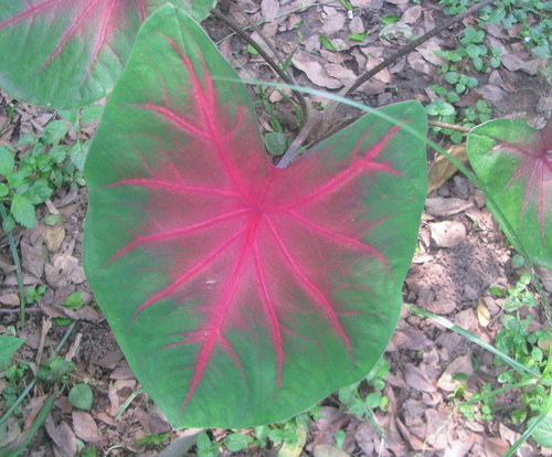 Caladium bicolor