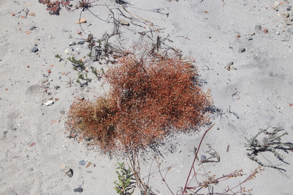 Pharnaceum incanum (Pharnaceum incanum)