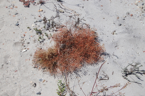 Pharnaceum incanum (Pharnaceum incanum)