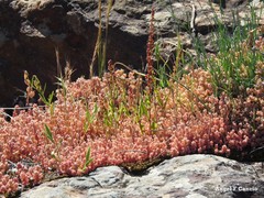 Rumex bucephalophorus