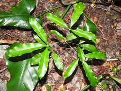 Forchhammeria trifoliata