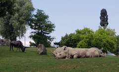Rhinocerotidae