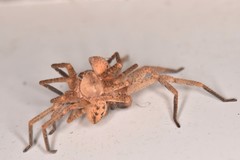 Olios argelasius