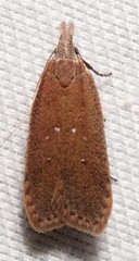 Dichomeris ventrellus