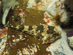 Chorisochismus dentex