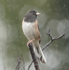 Junco hyemalis