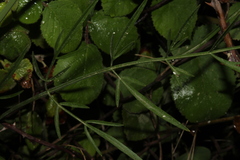 Lecokia cretica