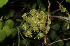 Lecokia cretica