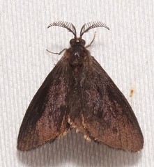 Cryptothelea gloverii