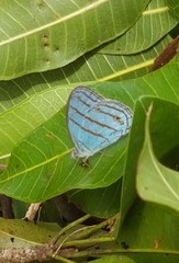 Cepheuptychia glaucina