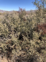 Condalia warnockii