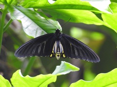 Troides helena cerberus