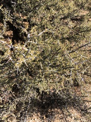 Condalia warnockii