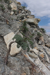 Seseli ponticum