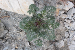 Seseli ponticum