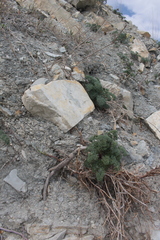 Seseli ponticum
