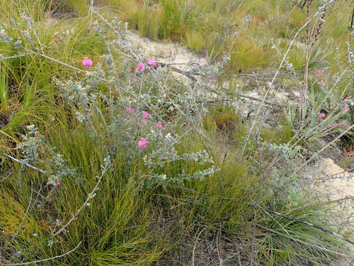 Image of Podalyria burchellii by (c) Nicola van Berkel, some rights reserved (CC BY-SA)